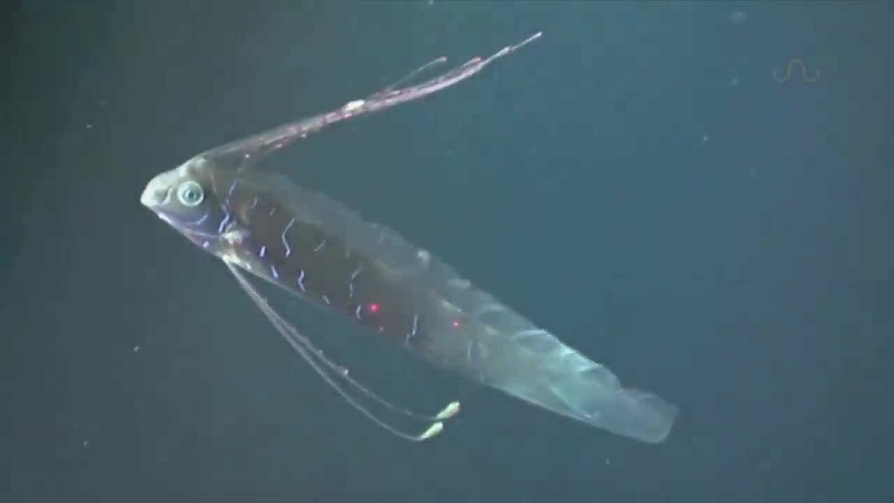 GIANT OARFISH FILMED IN MEXICO