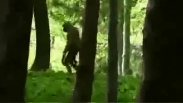 Bigfoot Footage Sasquatch Videos