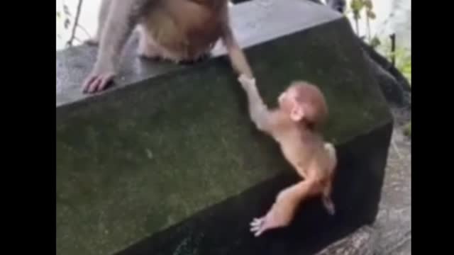 Cute monkey short video