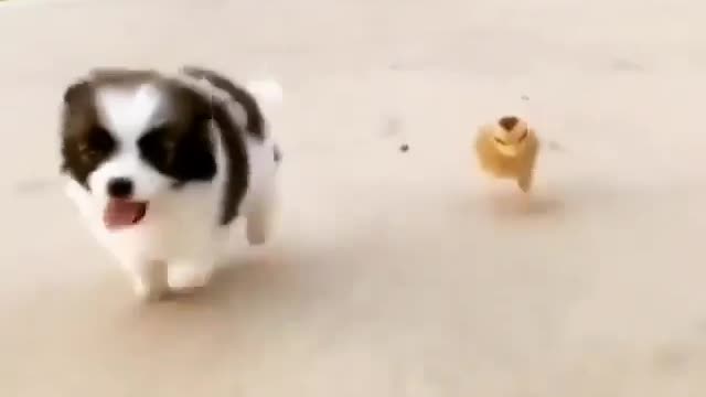 Cute Puppy Racing Chicklet