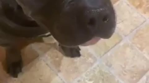 Funny dog From Tik Tok video