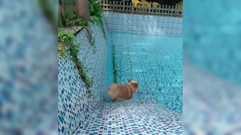 puppy loves swimming