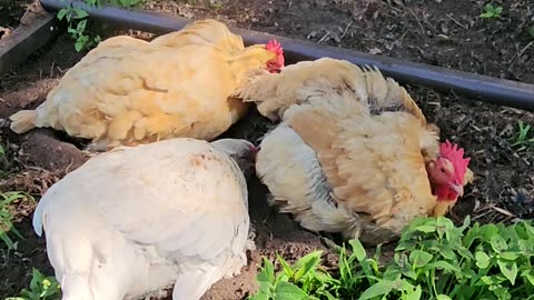 OMC! More dirty chicken fun with Whitey and company - Backyard Chicken fun! #dirty #chickens #shorts