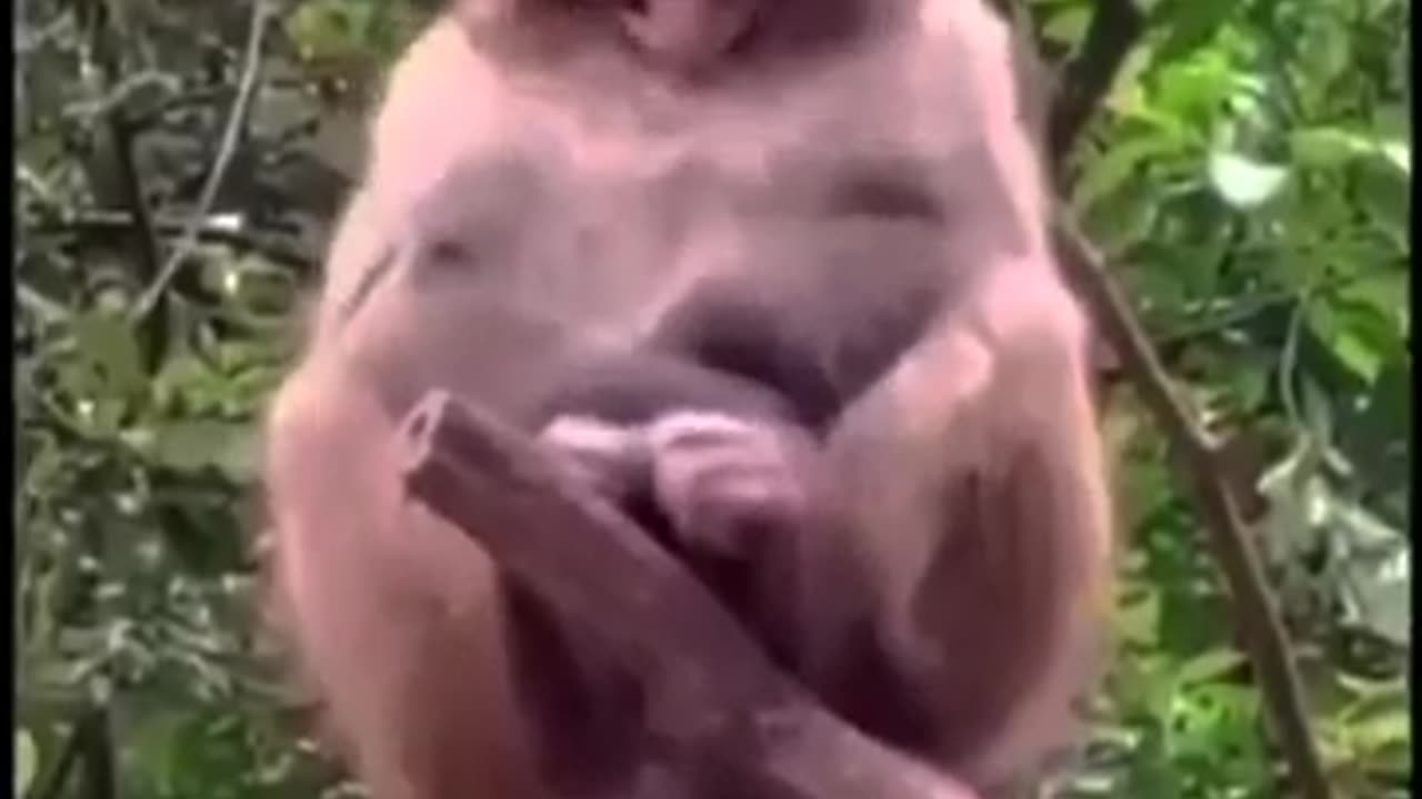 Monkey happy