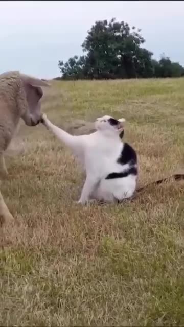 Cat and a sheep front to front