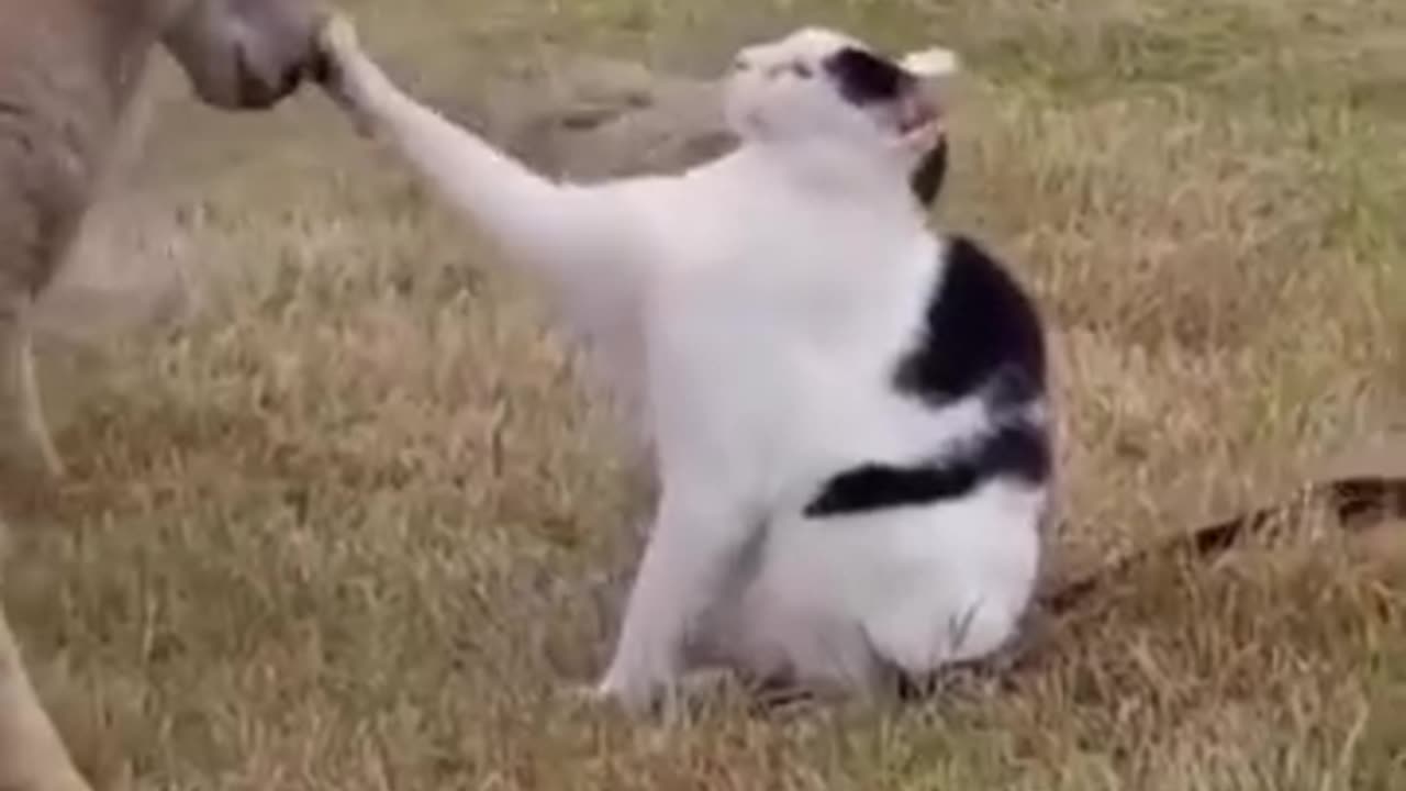 Cat and a sheep front to front