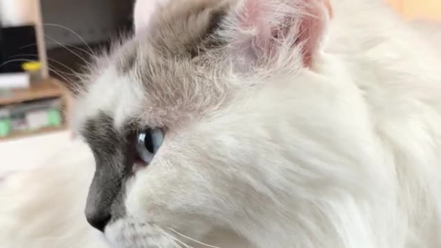 Sweet blue eyes siberian cat life daily vlog