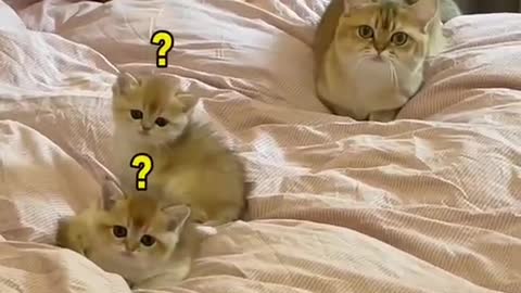 Cute and Funny Cats Videos Compilation #2