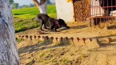 Bull Dog | Bully Dog Fight