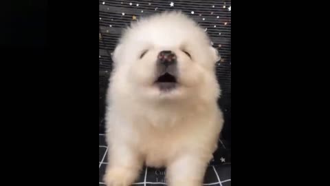 Cute And Funny Pets In Action - So funny