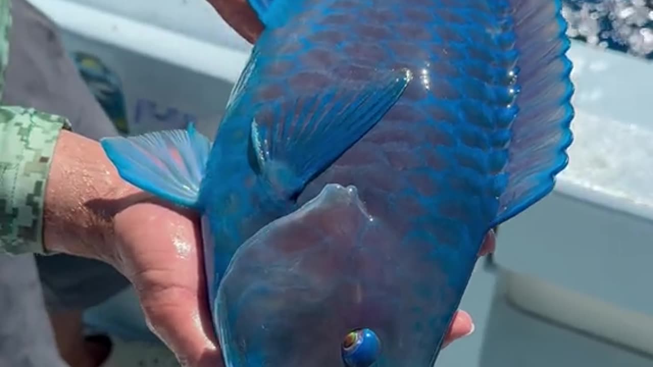 Check out the colors on this parrotfish #fishing #ocean #nature #fish