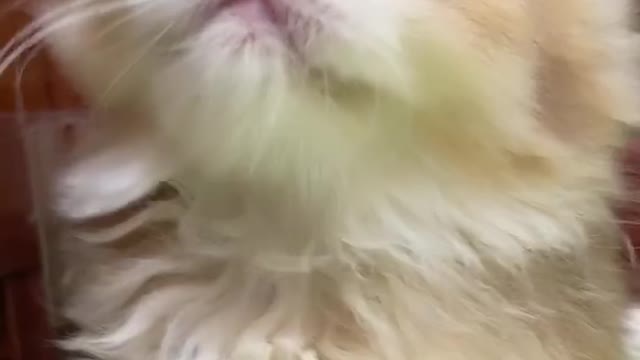 Cute cat - Baby cat - Funny cat videos