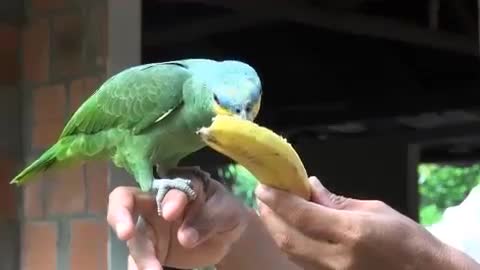 Parrot Being Fed Banana and He is very happy.