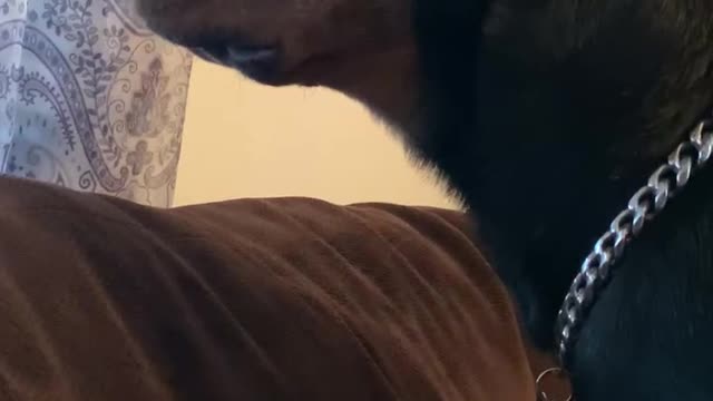 BigFoot the noisy neighbor