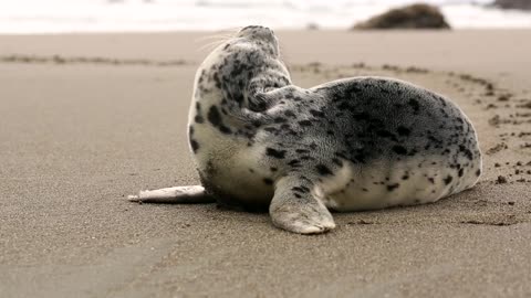 seal on the beach