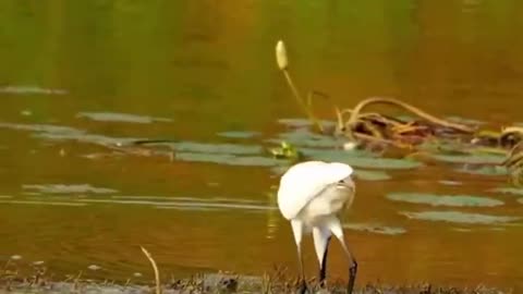 Cute animals 13 fish catching birds