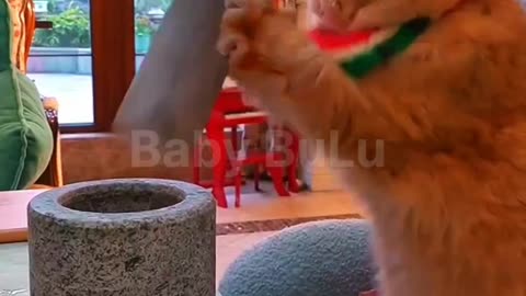 Funny cat cooking