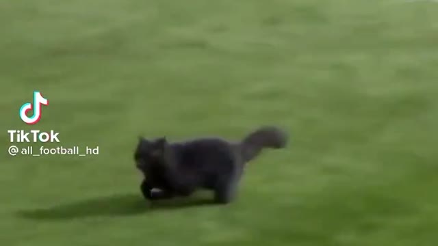 Cat football goll