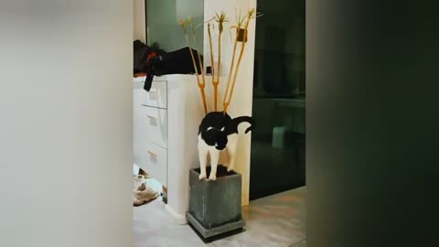 Best Funniest Video for Cats 2024