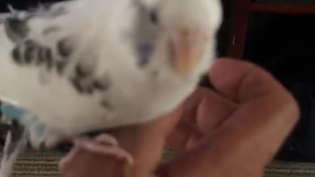 parakeet that walks on hand