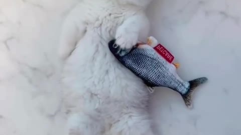 Kittens sleep with their little fish toy