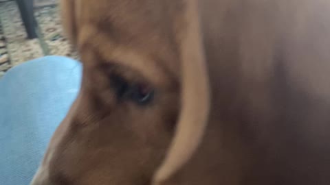 Random video of my dogs