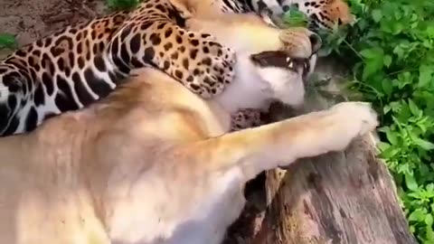 Oh nothing, just a Jaguar and Lion cuddling!