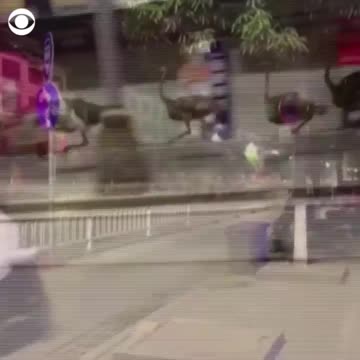 the streets of Chongzuo, China, after escaping from a local farm.