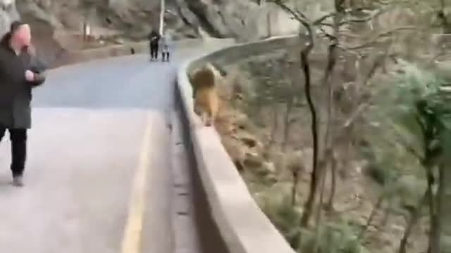 Monkey funny video