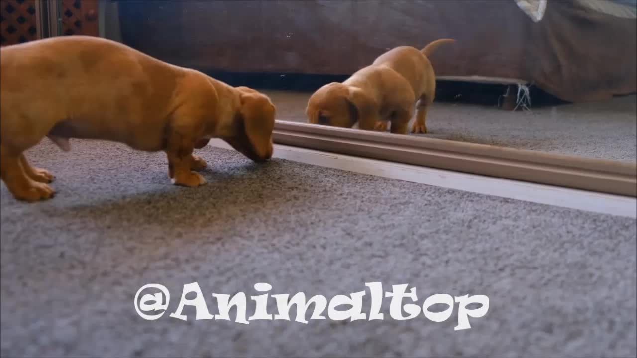 The little puppy is playing looking through the mirror