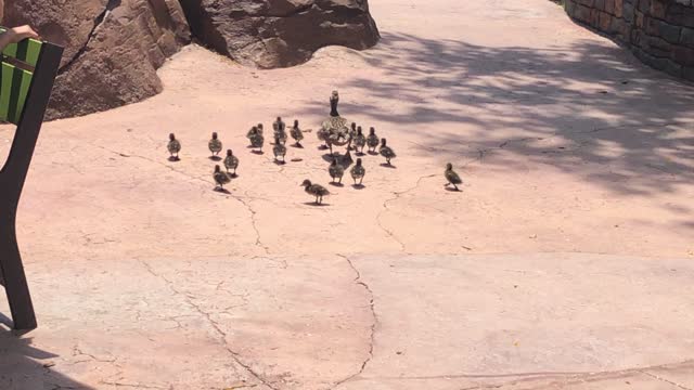 family of ducks walking through universal studios