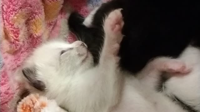 More baby kitten cuteness