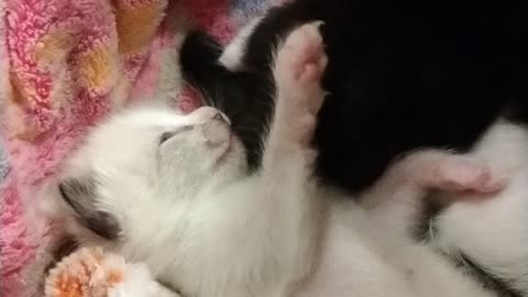 More baby kitten cuteness