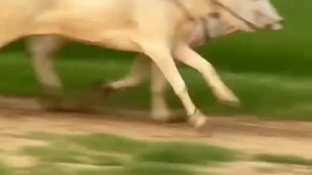 ox race punjab