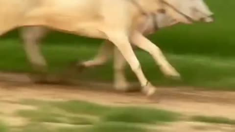 ox race punjab