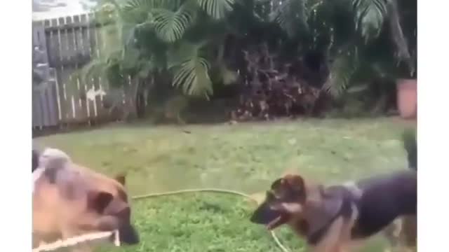 Best Funny Animal Videos 2022 😺 Funny Dog Videos 2022 😁 Funniest Dog Videos 😁😇