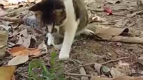 ¥$÷cat#¢~