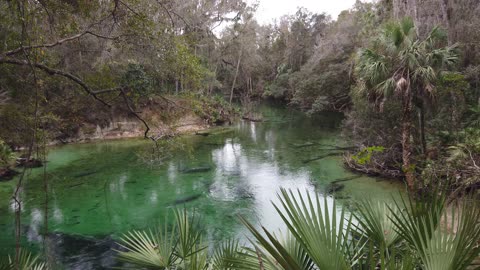 Manatees - Blue Springs Back Viewing Platform