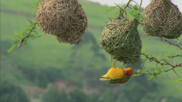 The sound of chirping and bird's nest