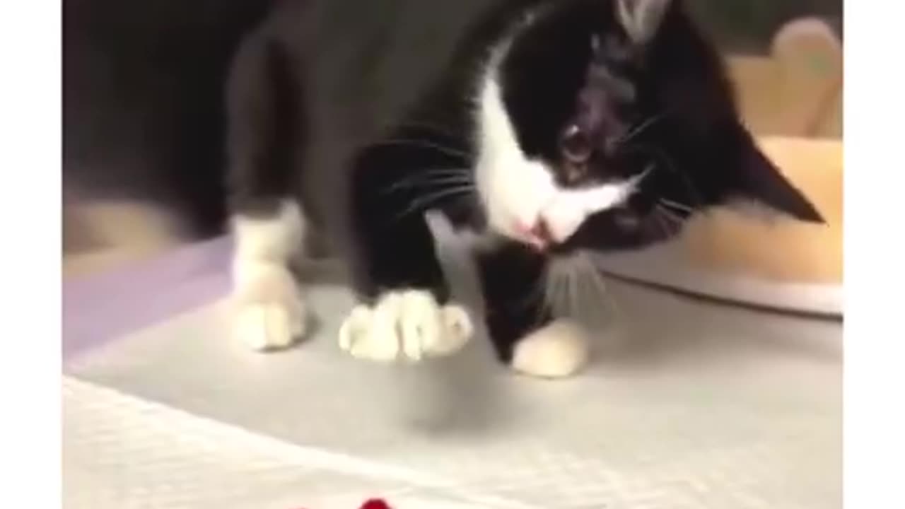 how could you hurt something cat like that