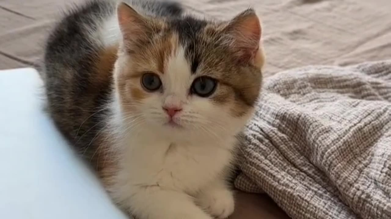 Cute Kitty