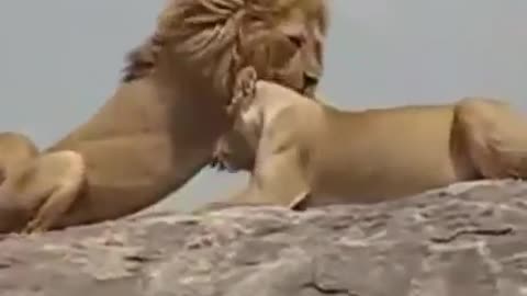 King of Animals Enjoying