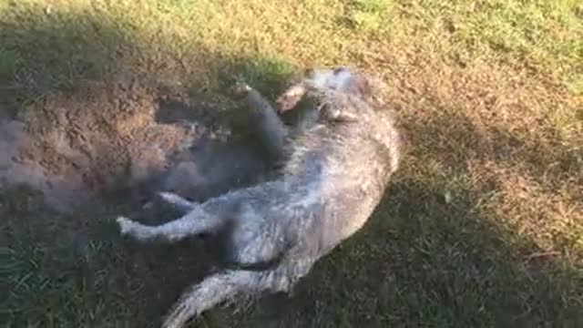 Lovely dog, just washed, on the grass, has been dirty