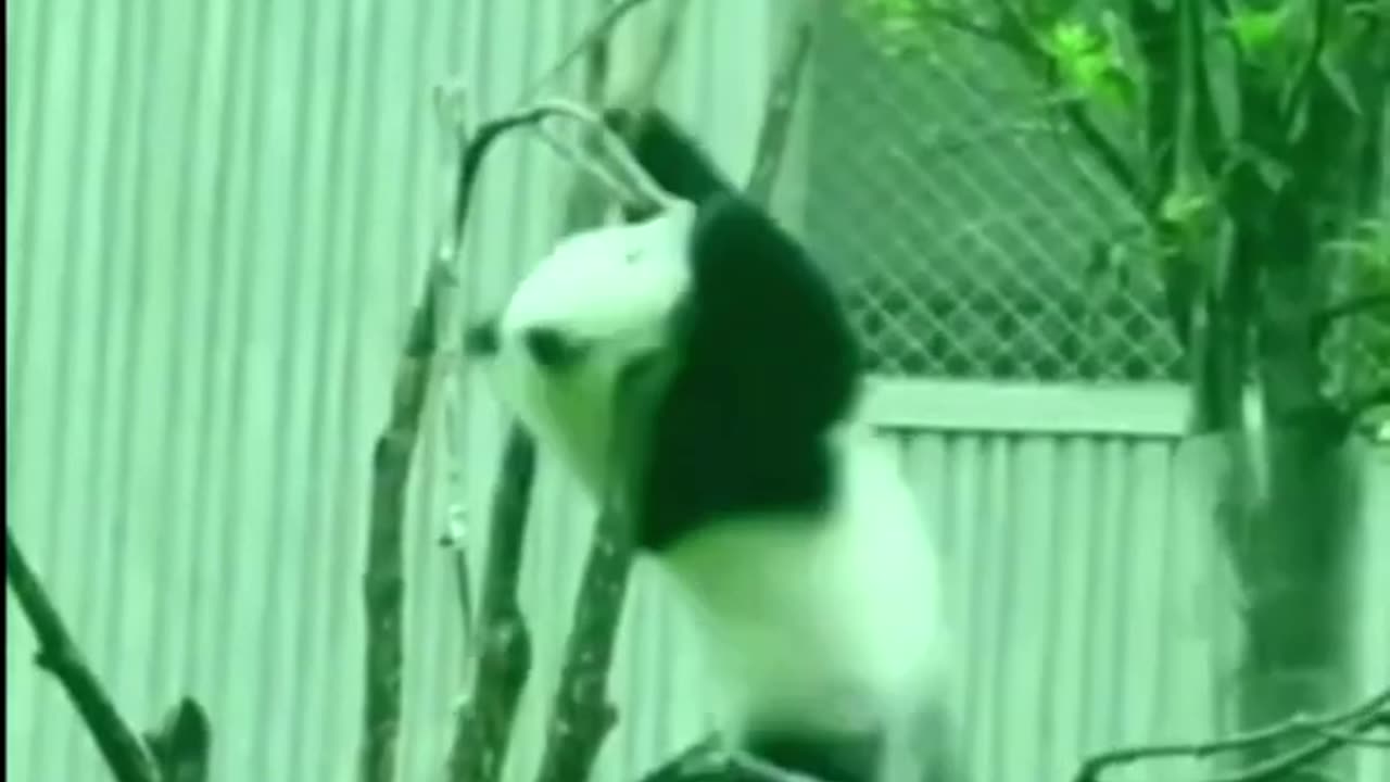 animal funny video