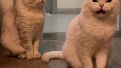 Doing cat nails