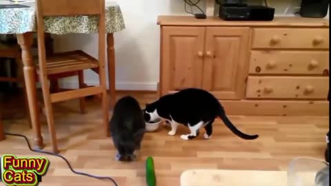 Funny Cats Compilation -