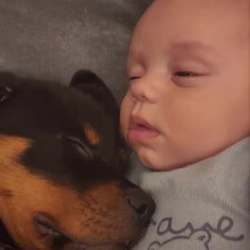 The BEST Entertainment for Your Bored Dog! video#02