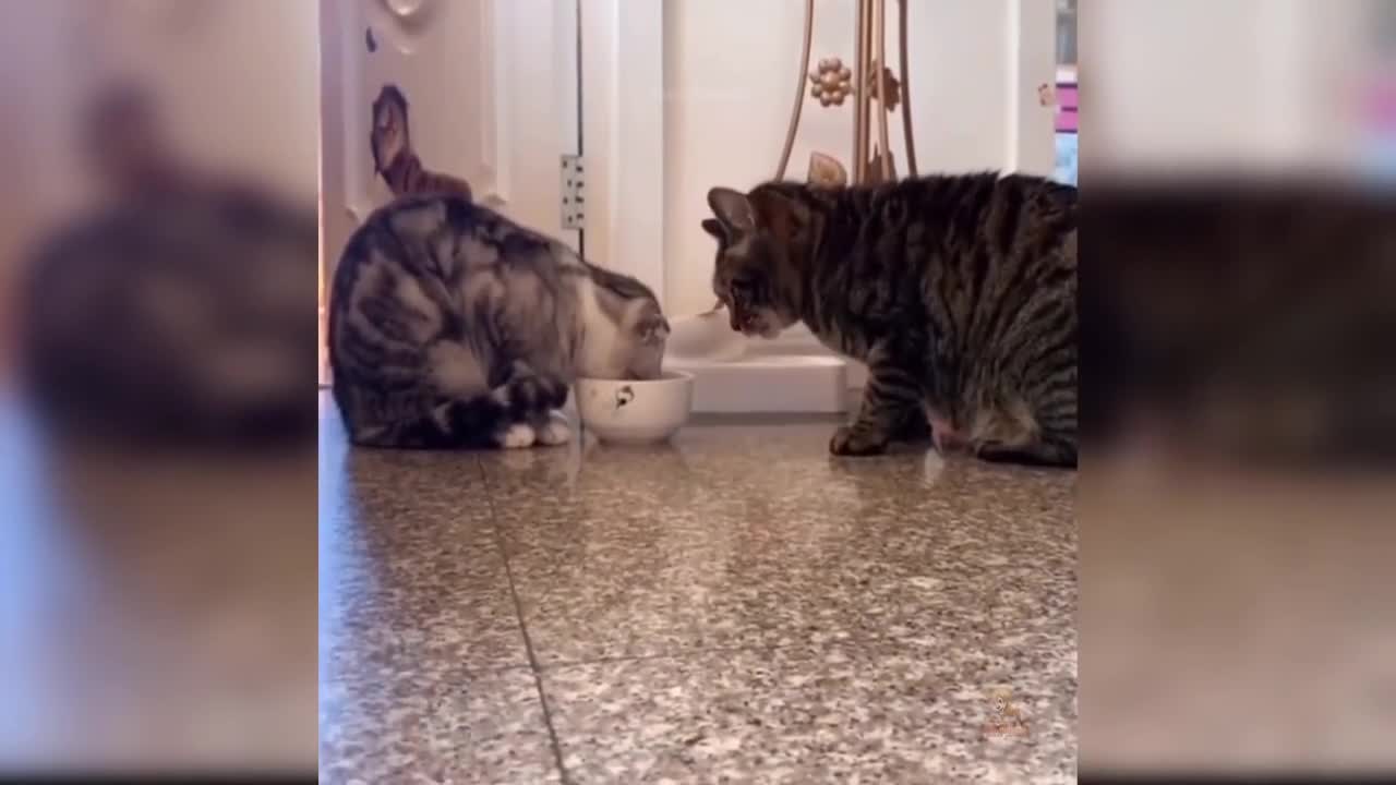 Cute cat video (12), cute and funny kitty, funny cat