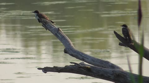 250 Toussaint Wildlife - Oak Harbor Ohio - Chimney Swift At Ease