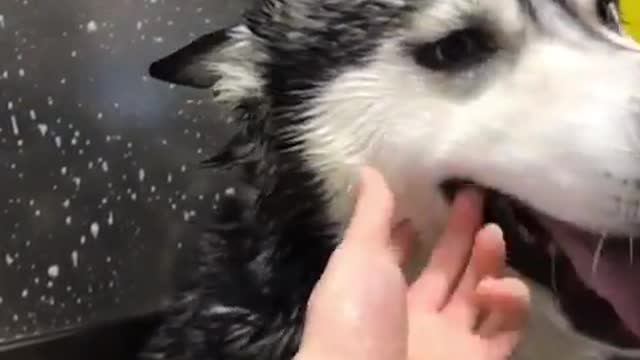smiles during bath ❤️ Info: we actually give him a bath once every 2 months